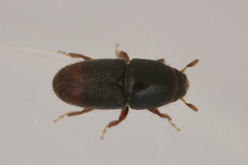 Scolytus sp.  (Scolytidae)